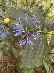 Faramea multiflora