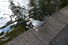 Larus argentatus