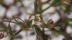 Nemacladus pinnatifidus