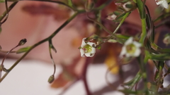 Nemacladus pinnatifidus