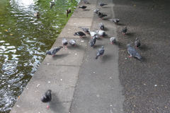 Columba livia domestica