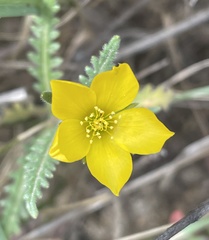 Mentzelia gracilenta