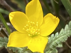 Mentzelia gracilenta