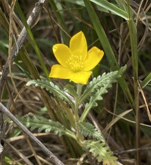 Mentzelia gracilenta