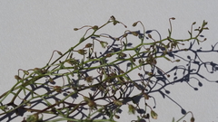 Nemacladus pinnatifidus