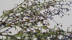 Nemacladus pinnatifidus