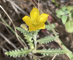 Mentzelia gracilenta