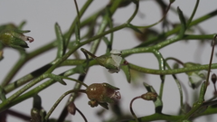 Nemacladus pinnatifidus