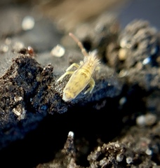 Entomobryinae