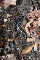 Plethodon glutinosus