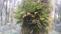 Acianthera sonderiana