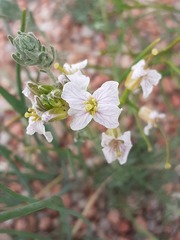 Dontostemon integrifolius