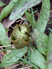 Podophyllum peltatum