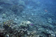 Hemitaurichthys thompsoni