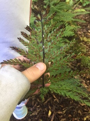 Asplenium gracillimum