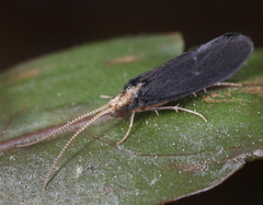 Nyctiophylax