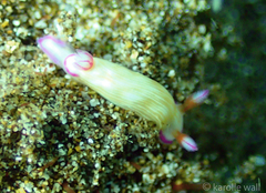 Hypselodoris violabranchia