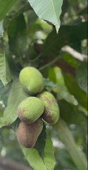 Mangifera indica