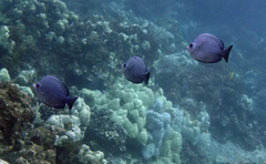 Hemitaurichthys thompsoni