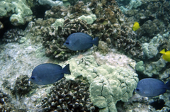 Hemitaurichthys thompsoni