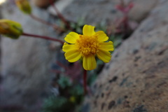 Leptosyne hamiltonii