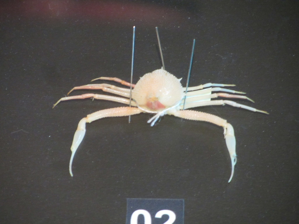 Arcania undecimspinosa