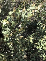 Ambrosia chenopodiifolia