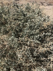 Atriplex torreyi torreyi