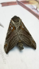 Sthenopis argenteomaculatus