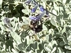 Xylocopa tabaniformis