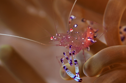 Sarasvati Anemone Shrimp