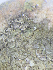 Montanelia disjuncta