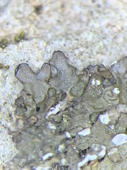 Montanelia disjuncta