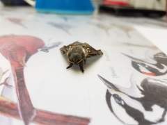 Sthenopis argenteomaculatus