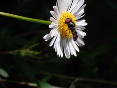 Platycheirus trichopus