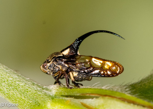 Romachaeta brachynotum, 2022-04-21