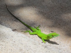 Anolis smaragdinus