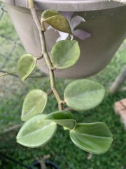 Peperomia scandens