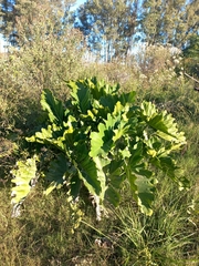 Thaumatophyllum undulatum