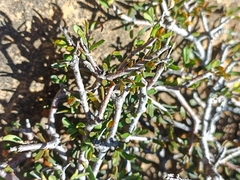 Pittosporum anomalum