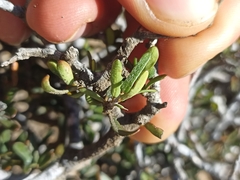 Pittosporum anomalum