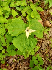 Trillium simile
