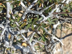 Pittosporum anomalum