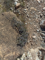 Pittosporum anomalum