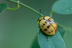 Platyphora fraterna