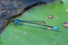Acanthagrion gracile