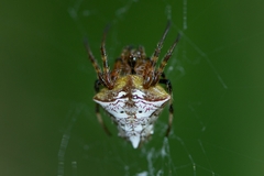 Verrucosa scapofracta