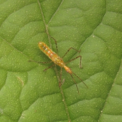 Reduviidae