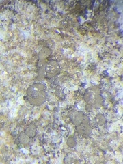 Endocarpon pallidulum