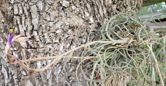Tillandsia baileyi